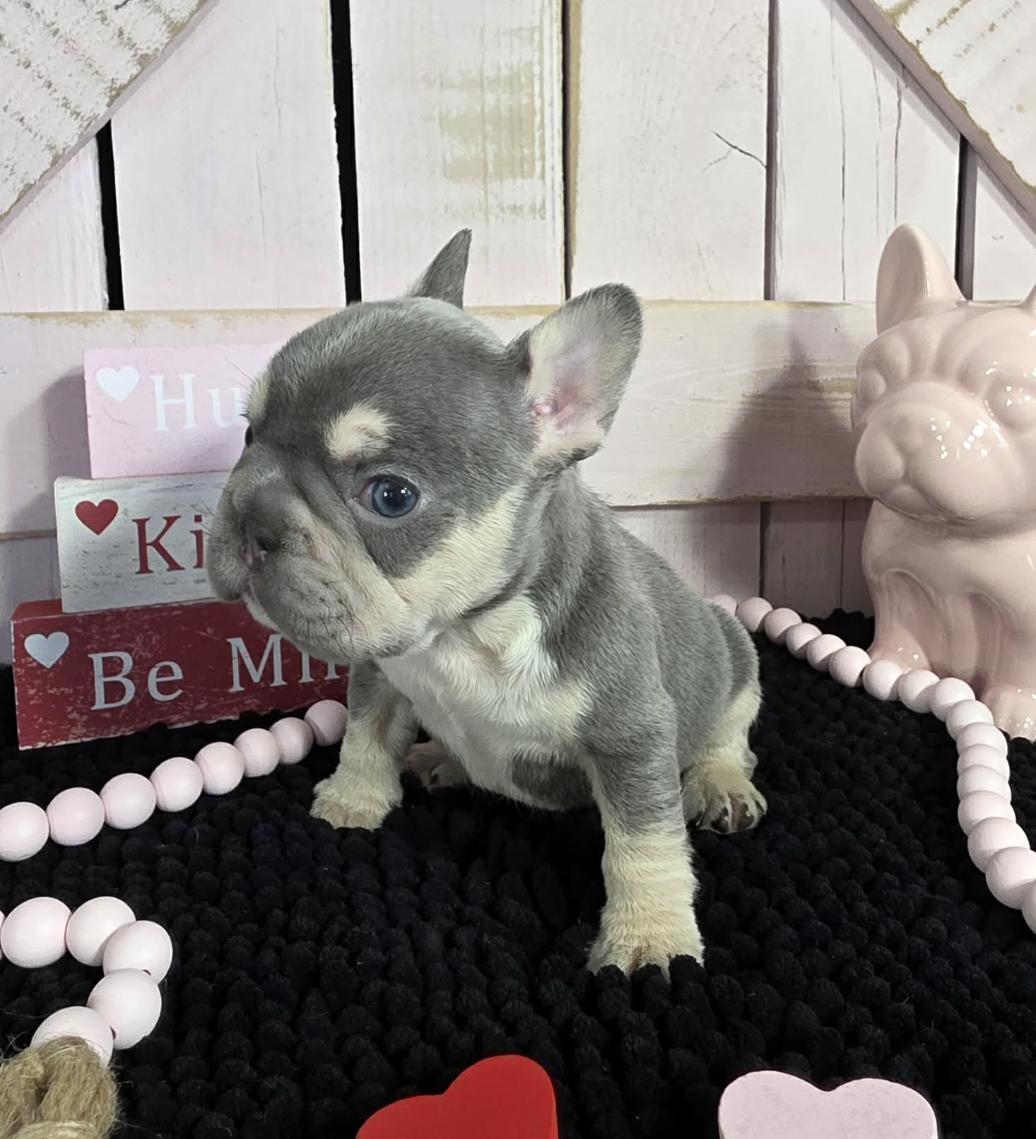 TPets-rectangle-web-banner-800x500