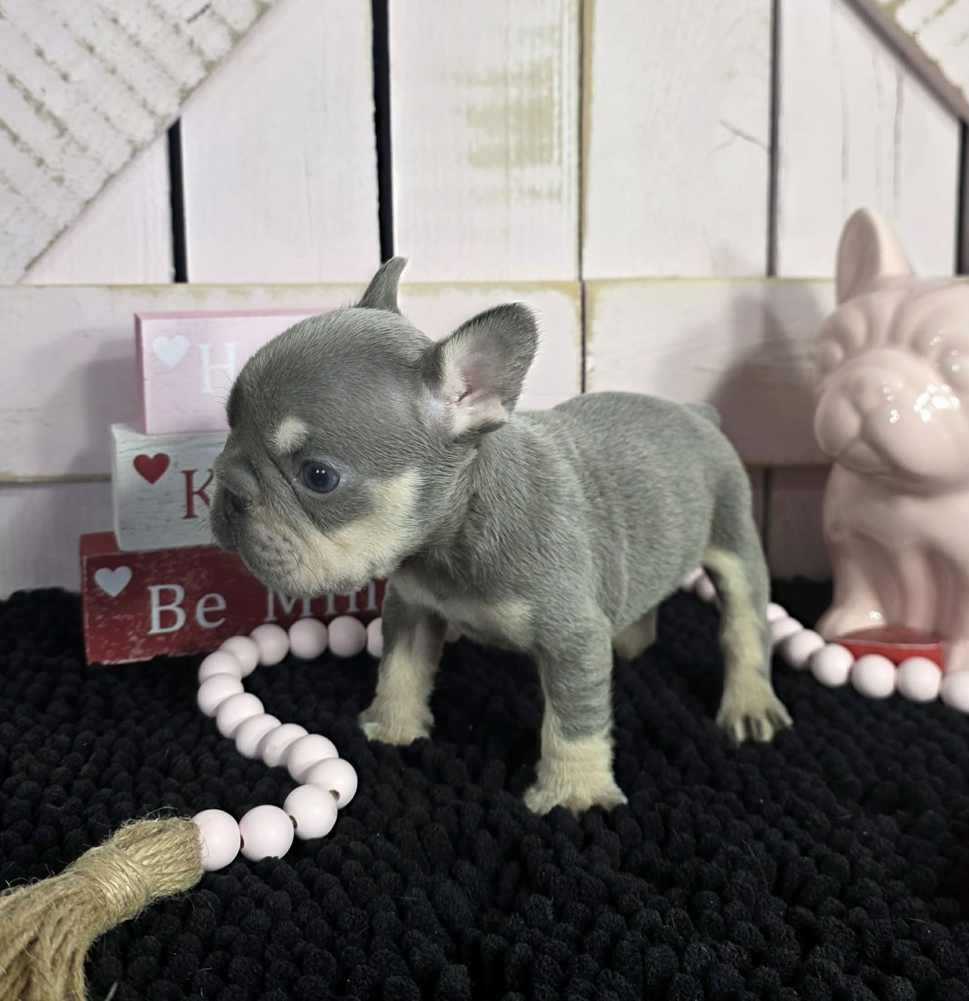 TPets-rectangle-web-banner-800x500