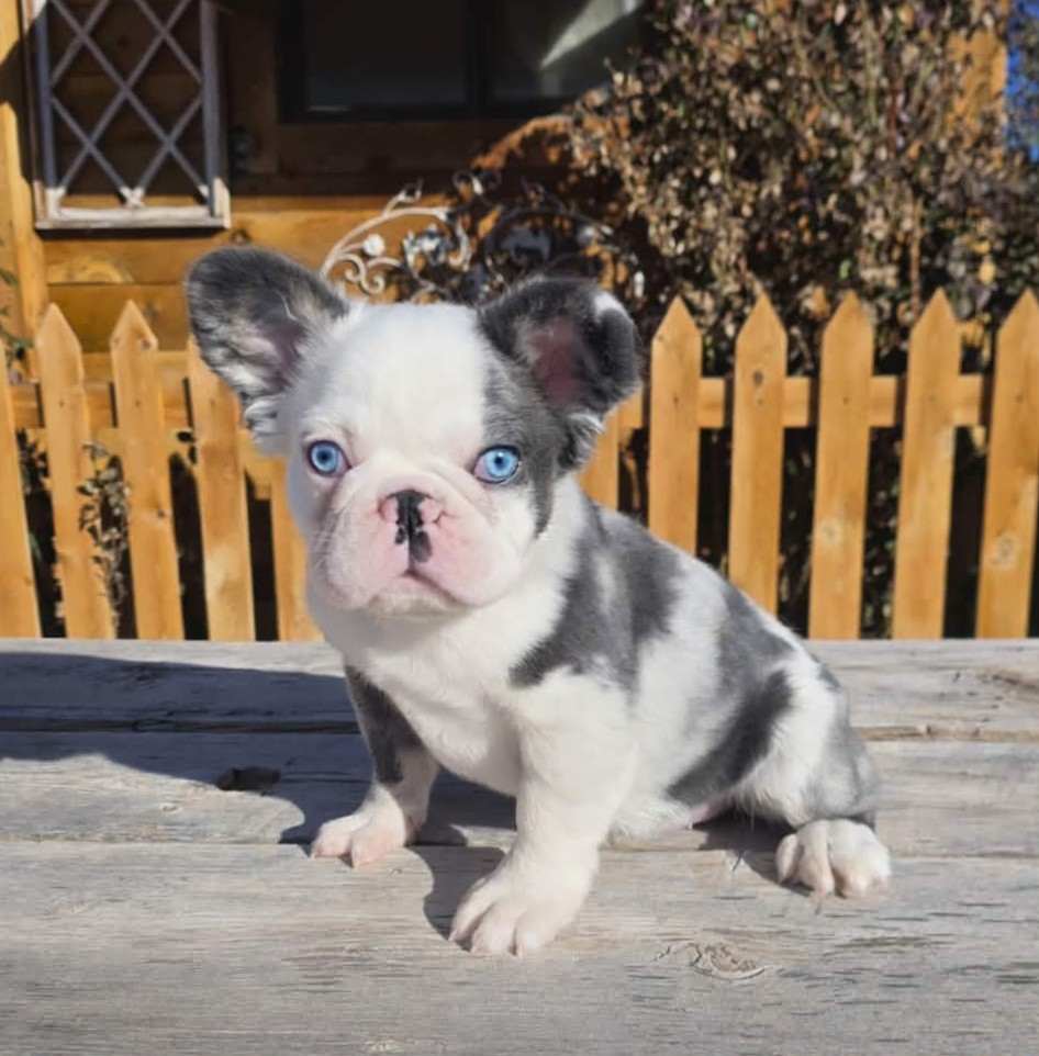 TPets-rectangle-web-banner-800x500