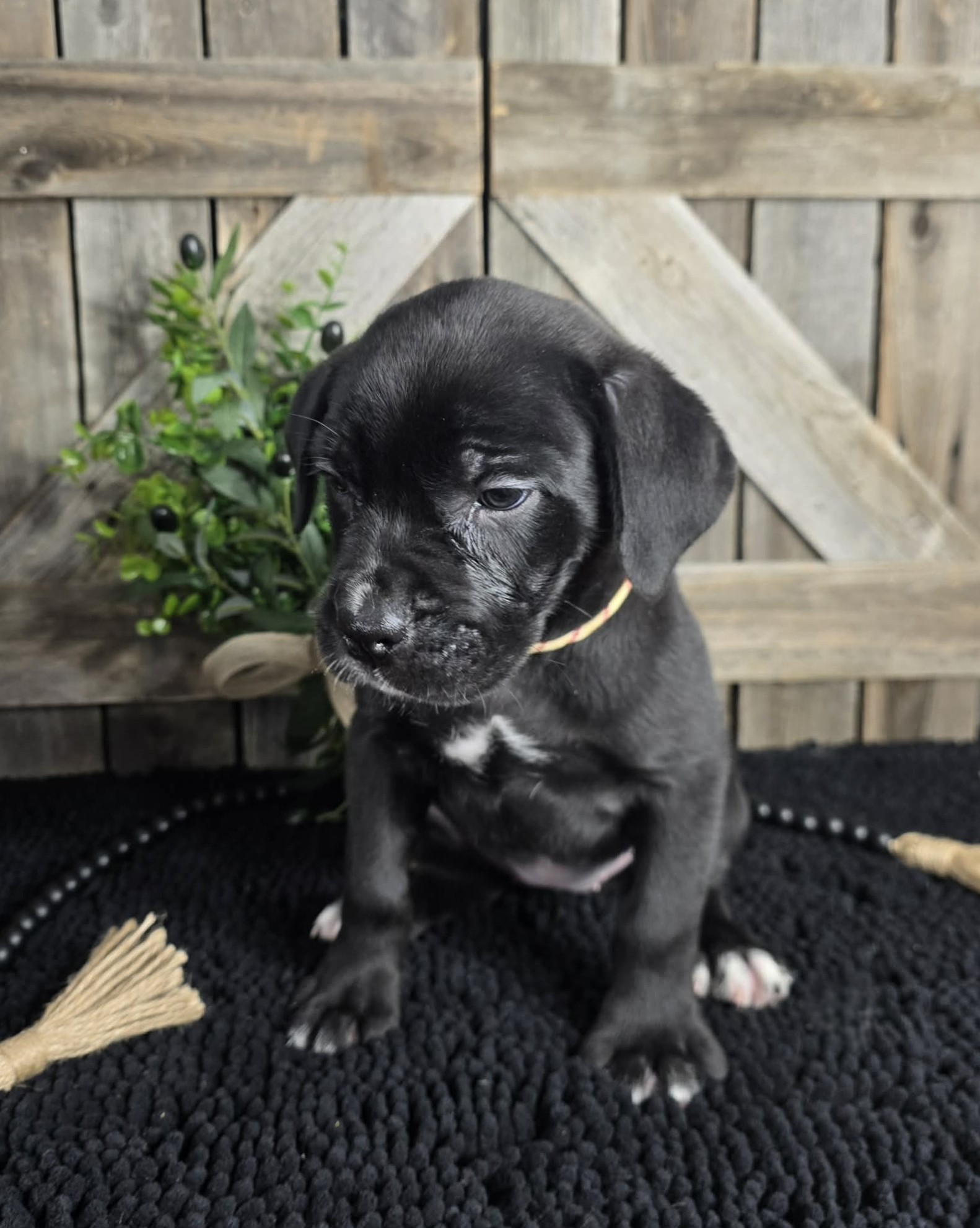 TPets-rectangle-web-banner-800x500