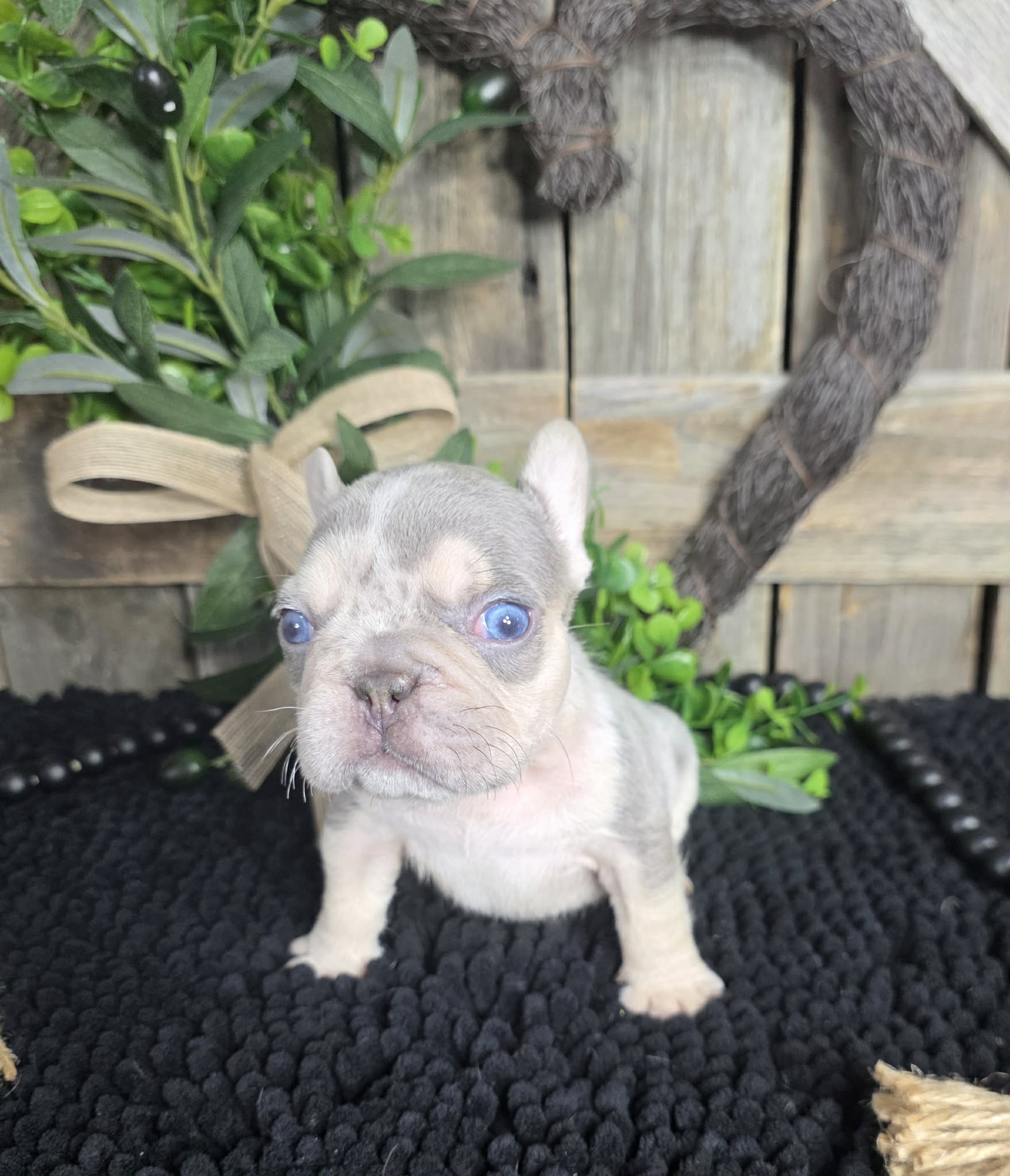 TPets-rectangle-web-banner-800x500