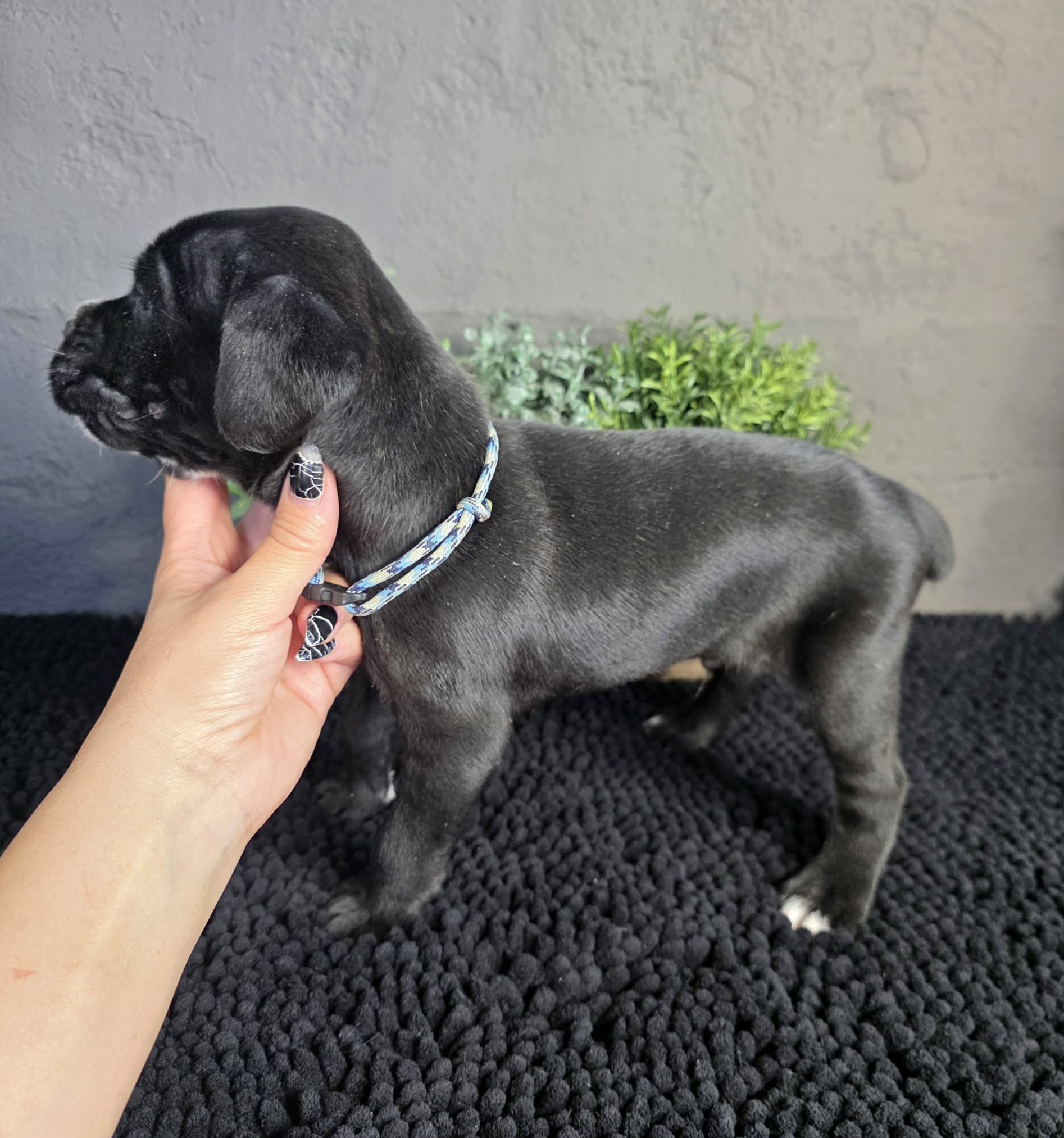 TPets-rectangle-web-banner-800x500