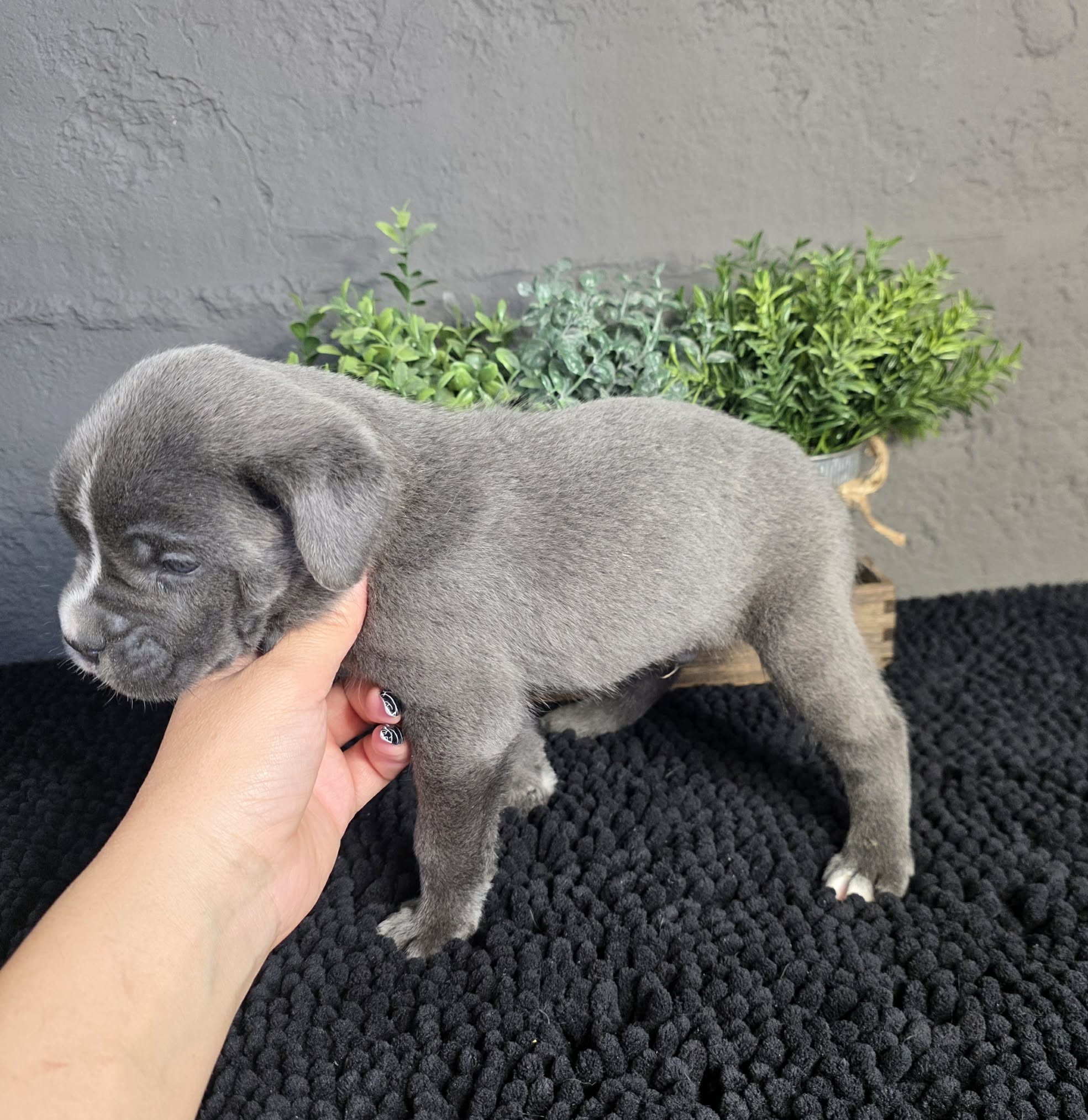 TPets-rectangle-web-banner-800x500