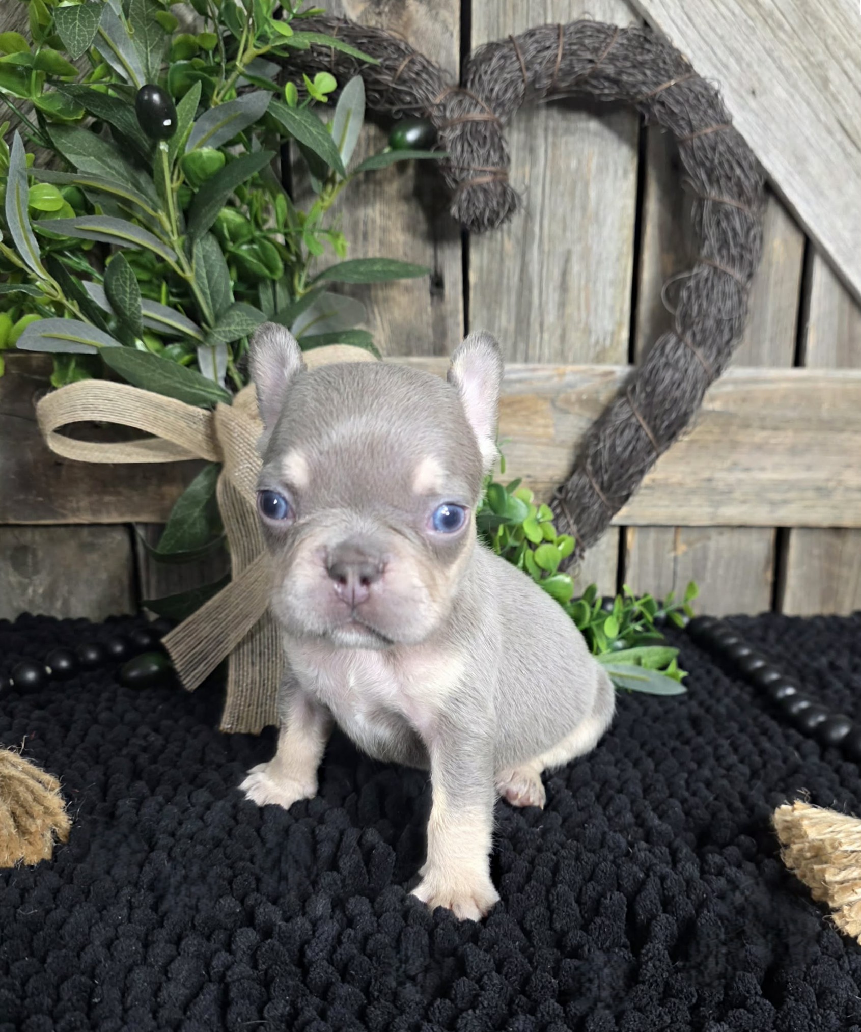 TPets-rectangle-web-banner-800x500