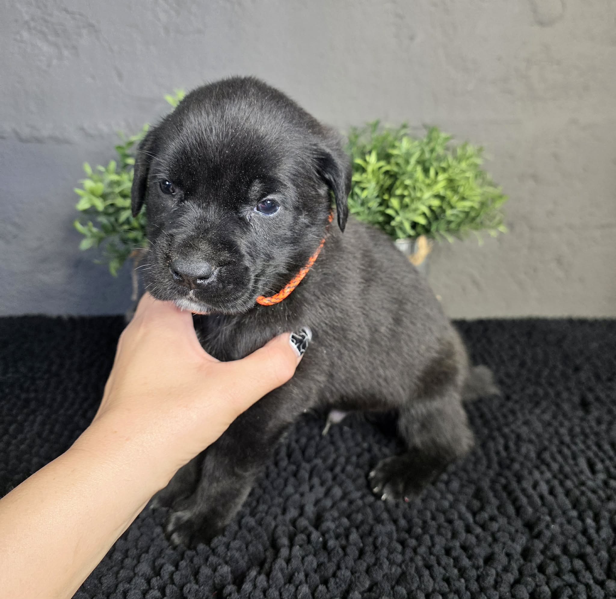 TPets-rectangle-web-banner-800x500