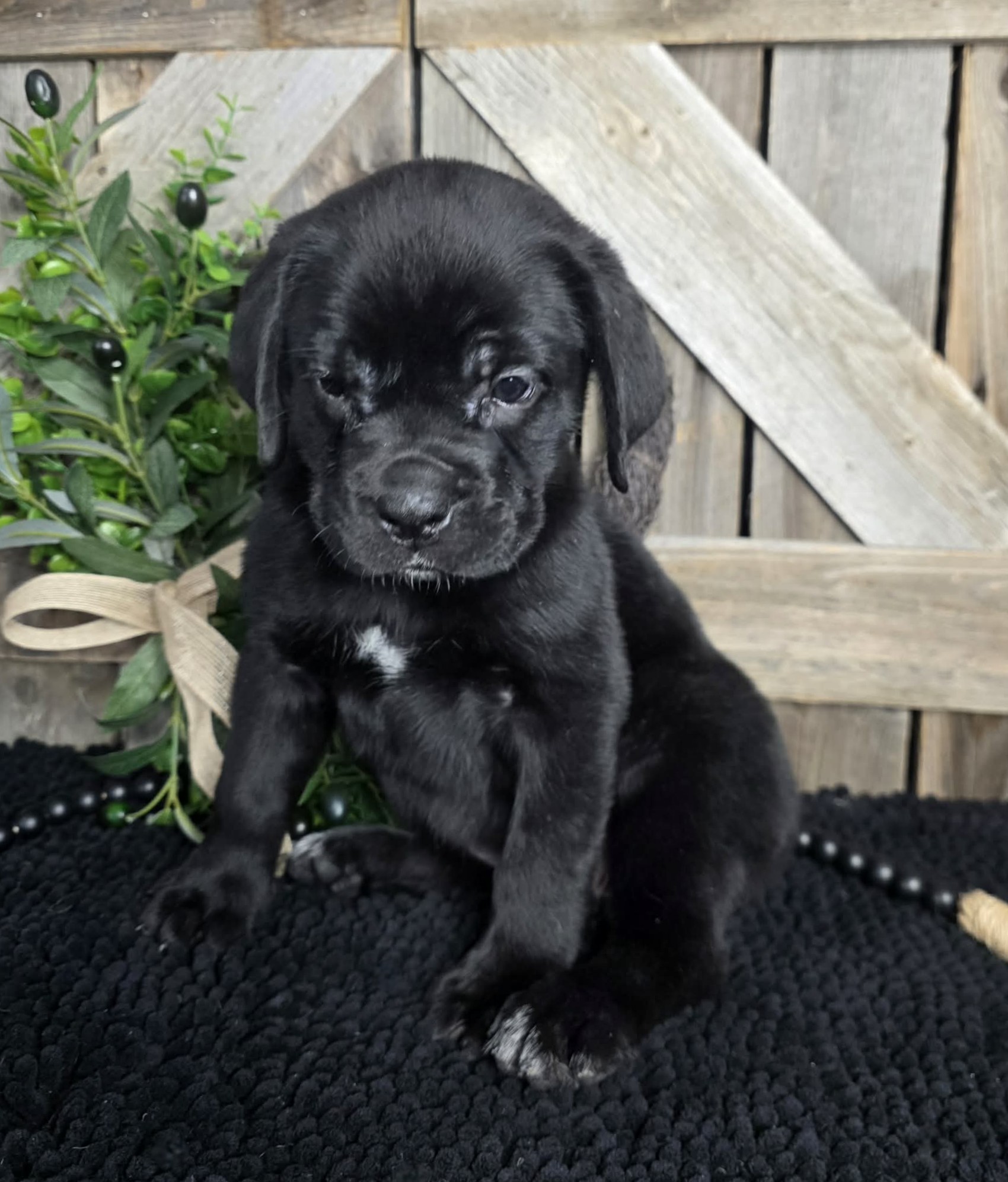 TPets-rectangle-web-banner-800x500