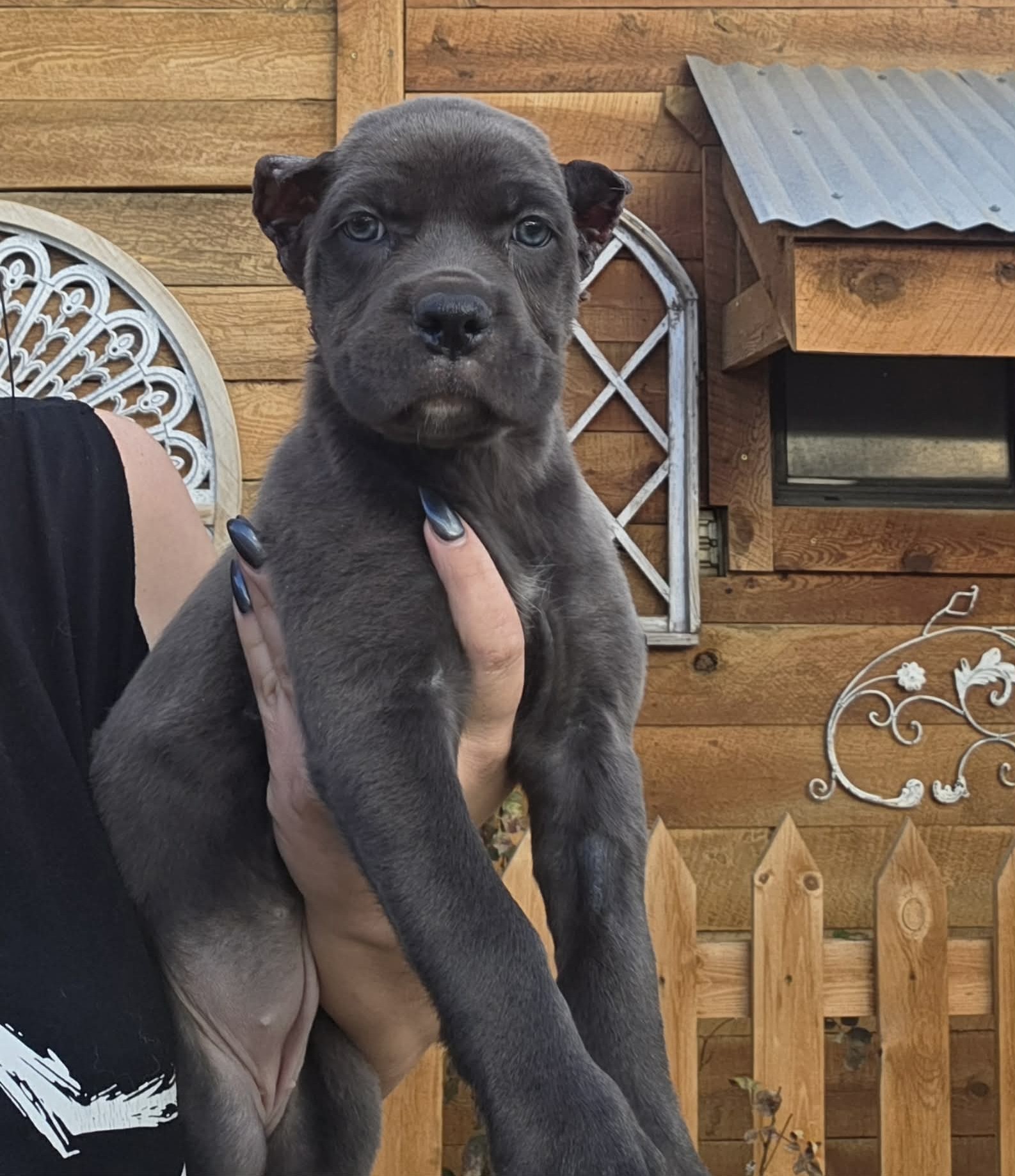 TPets-rectangle-web-banner-800x500