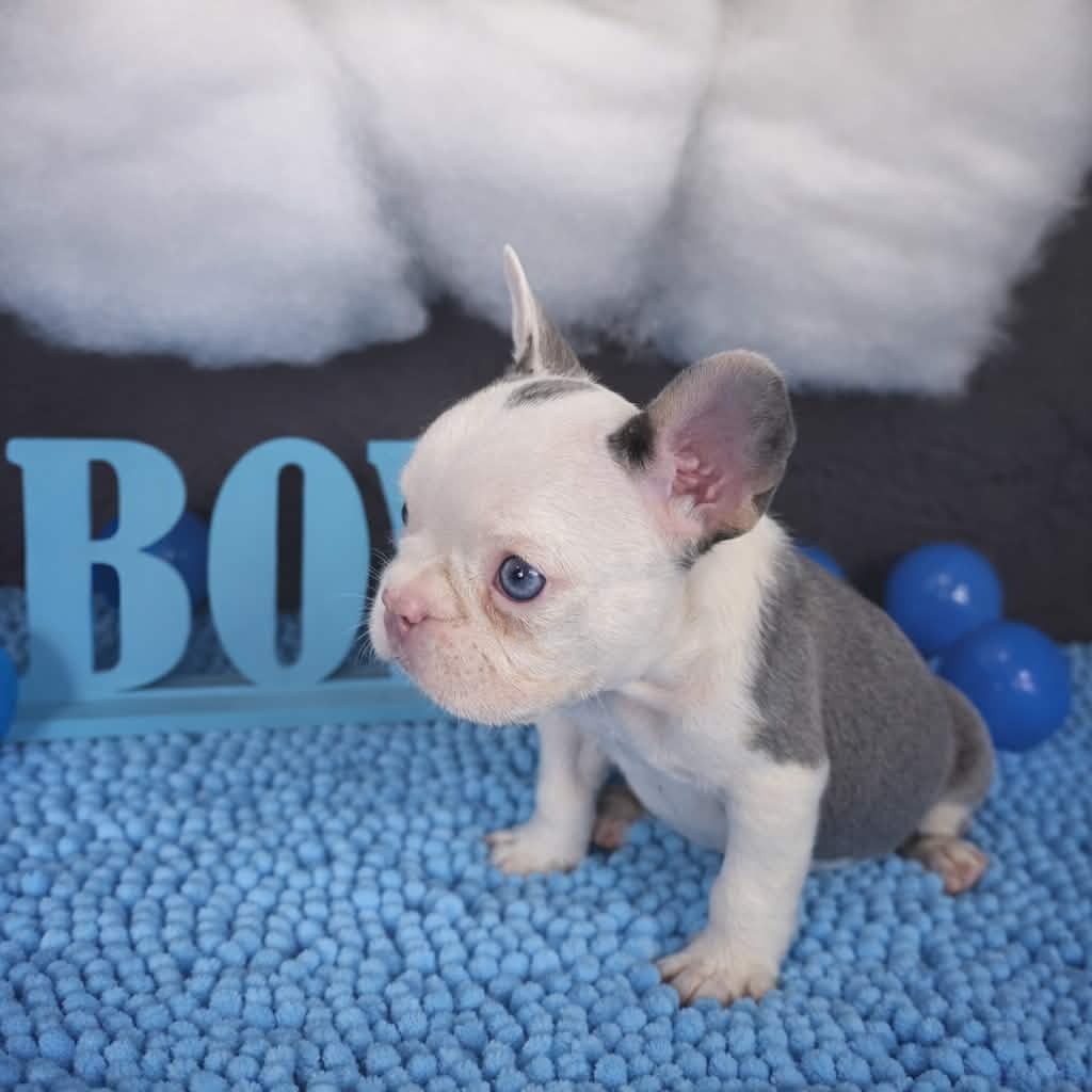 TPets-rectangle-web-banner-800x500