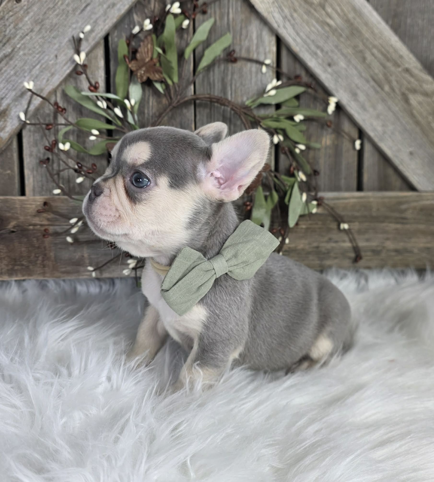 TPets-rectangle-web-banner-800x500