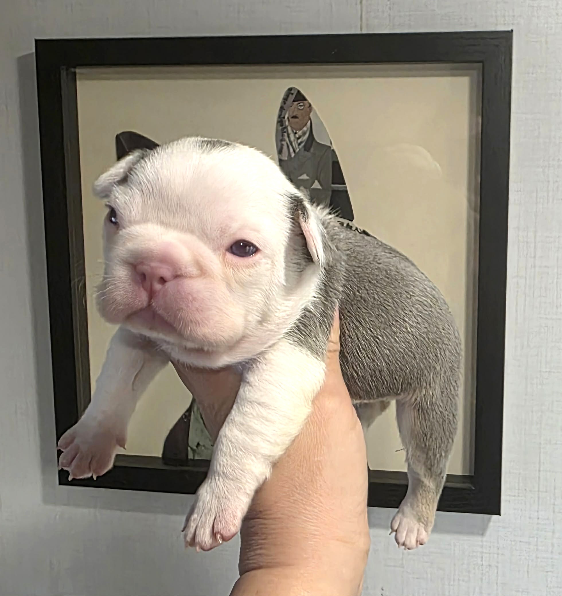 TPets-rectangle-web-banner-800x500