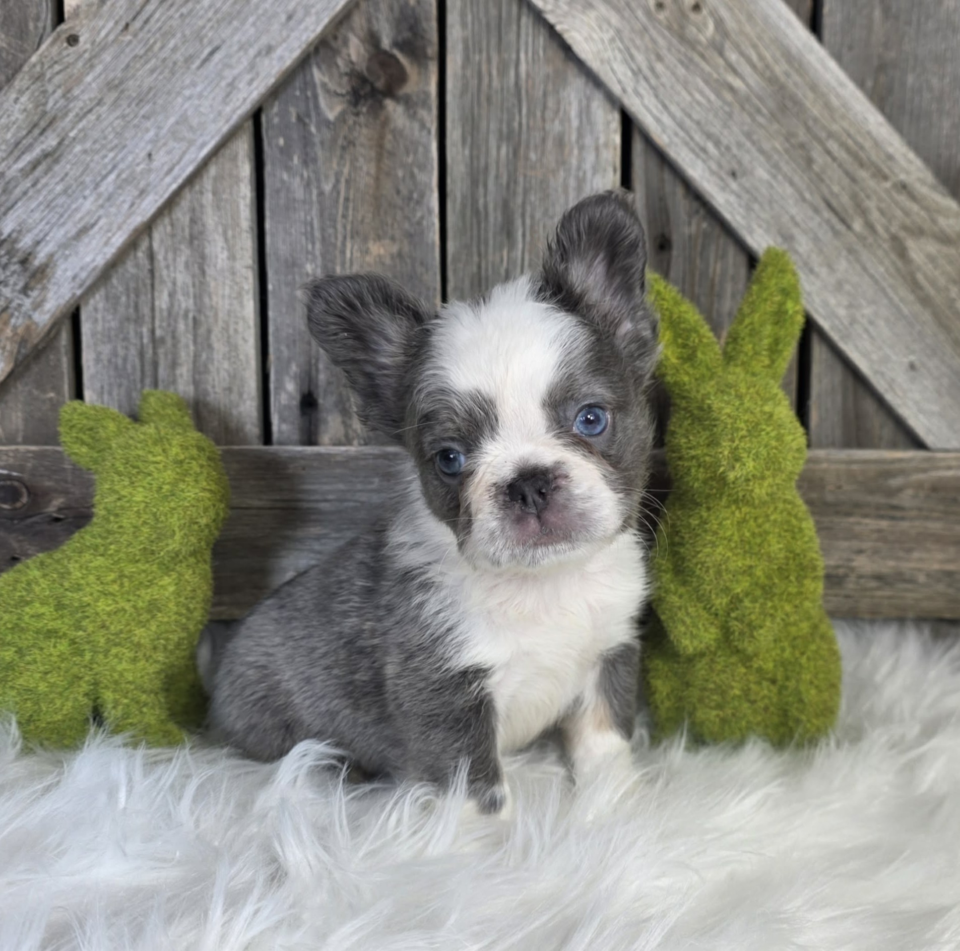 TPets-rectangle-web-banner-800x500