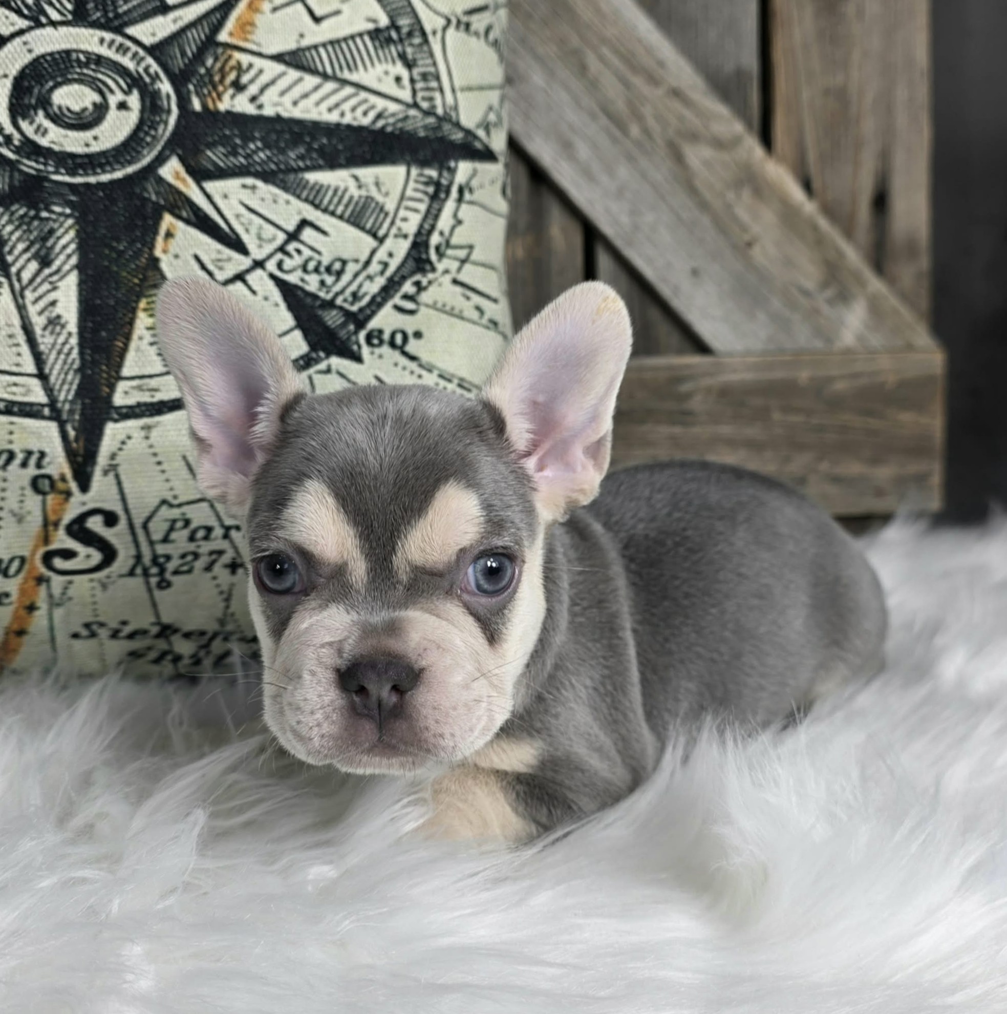 TPets-rectangle-web-banner-800x500