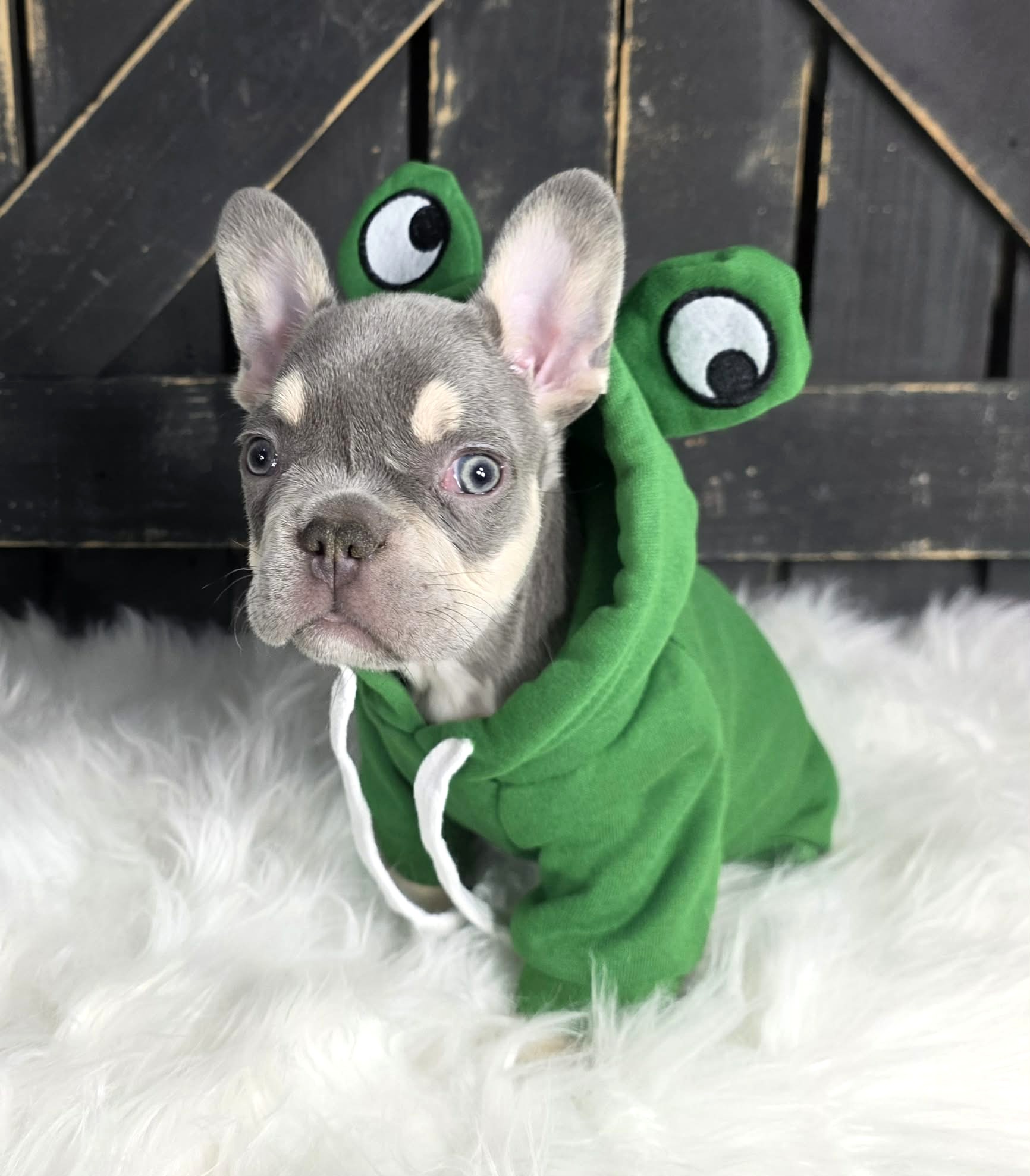 TPets-rectangle-web-banner-800x500