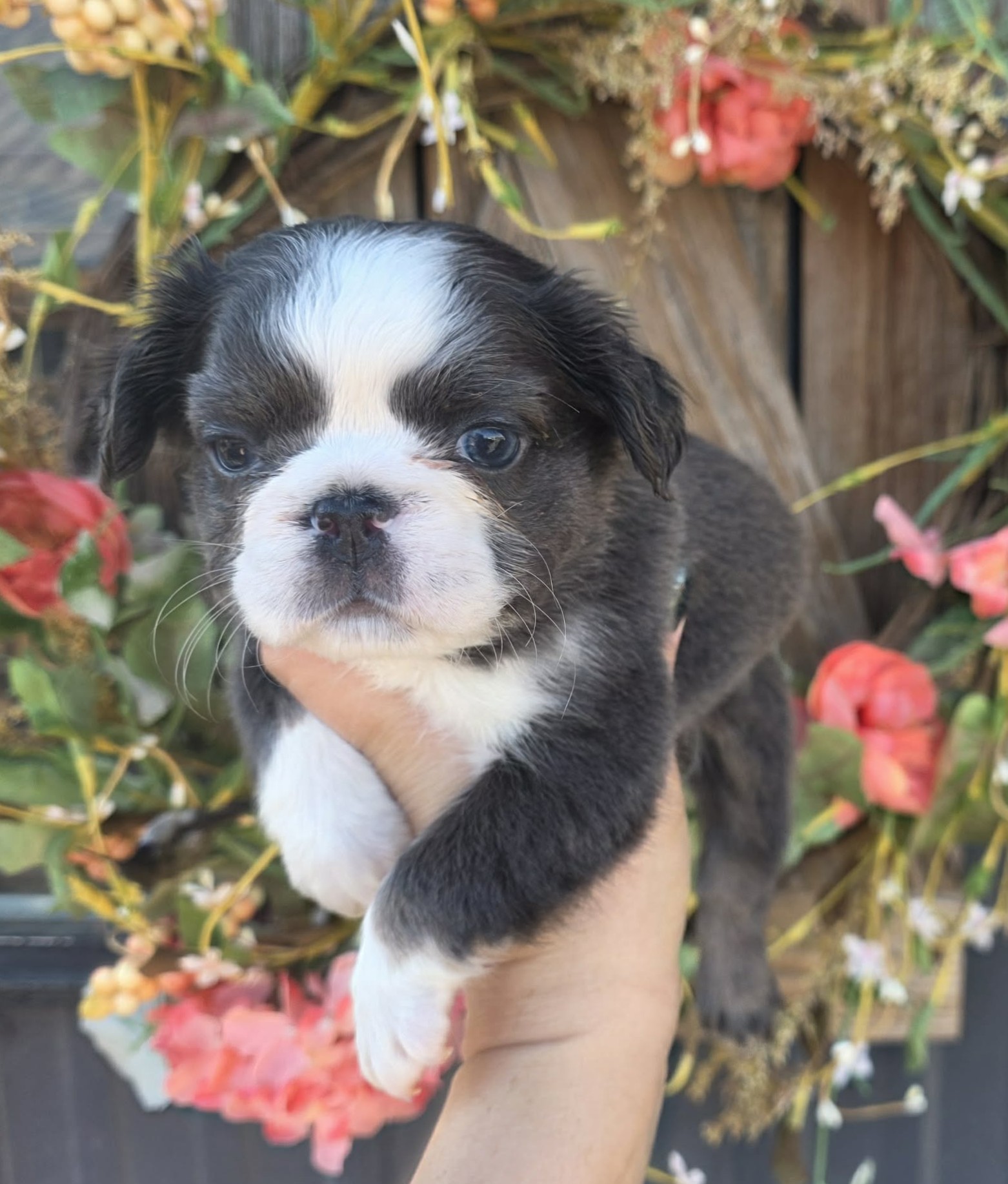 TPets-rectangle-web-banner-800x500