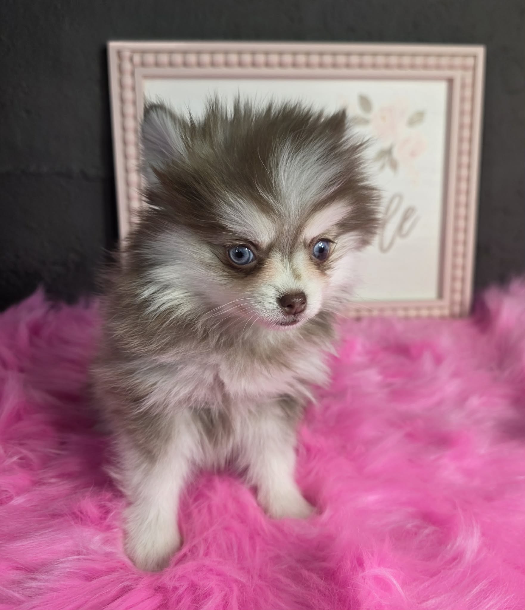 TPets-rectangle-web-banner-800x500