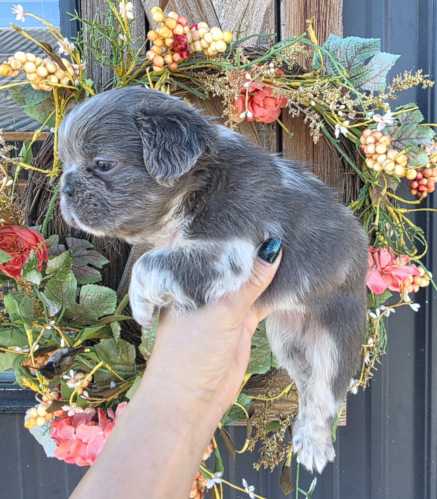 TPets-rectangle-web-banner-800x500