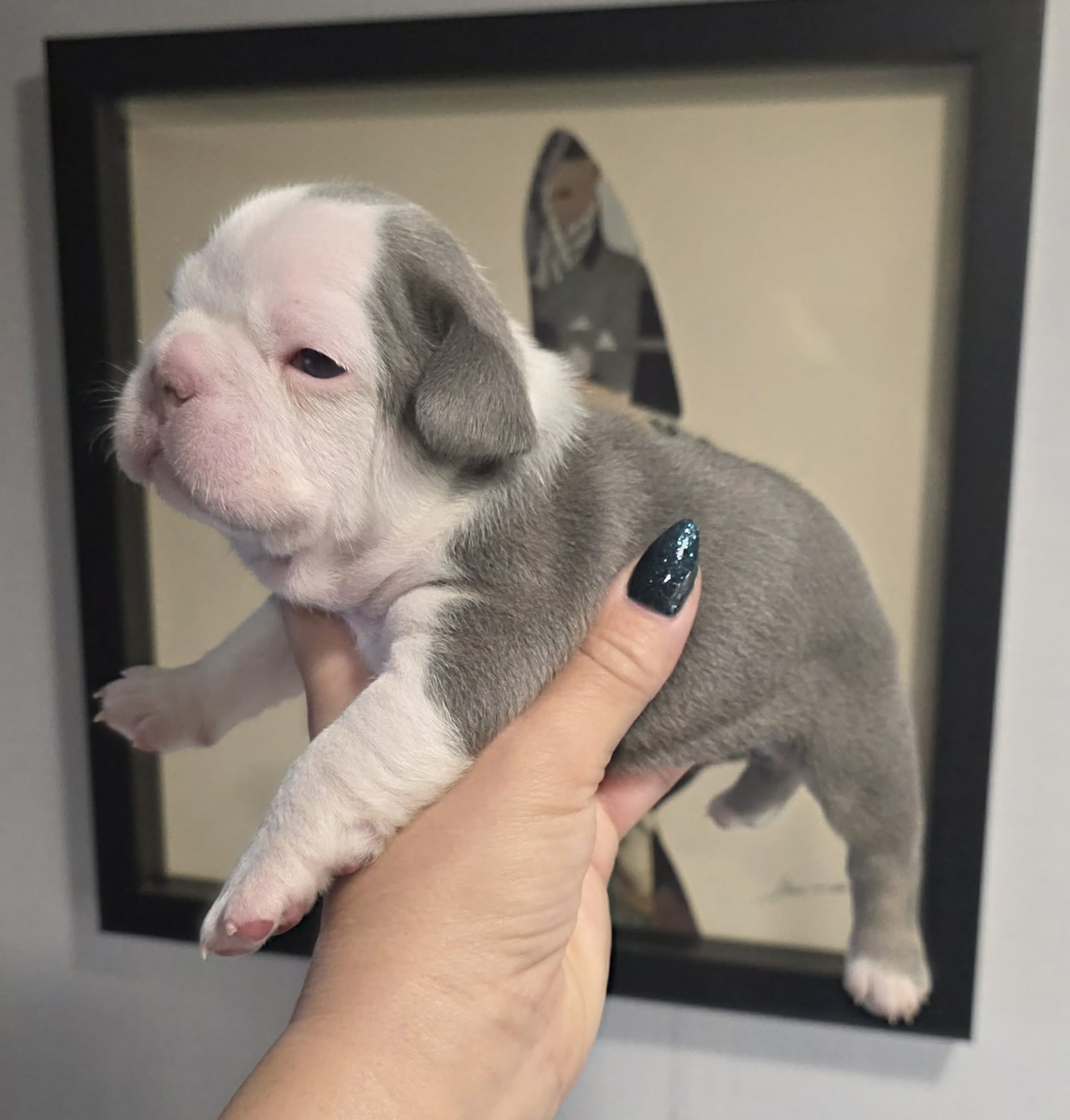 TPets-rectangle-web-banner-800x500