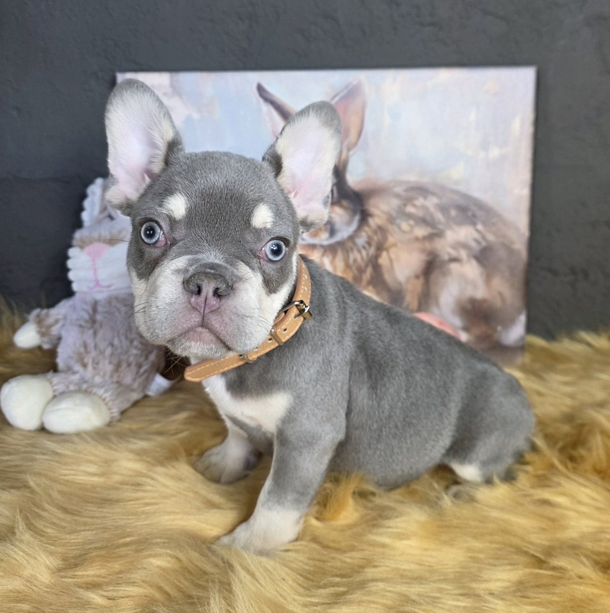 TPets-rectangle-web-banner-800x500