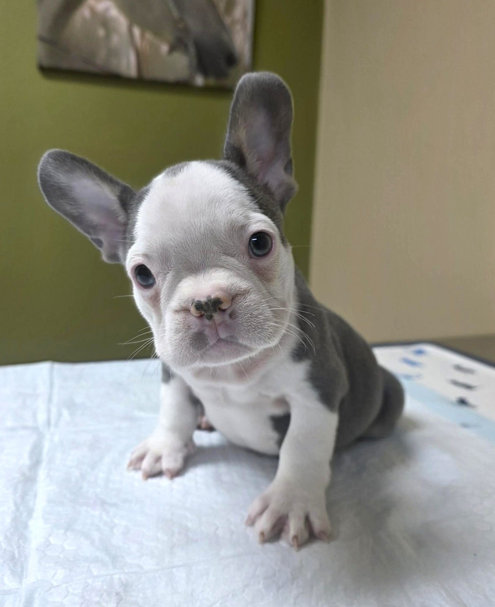 TPets-rectangle-web-banner-800x500