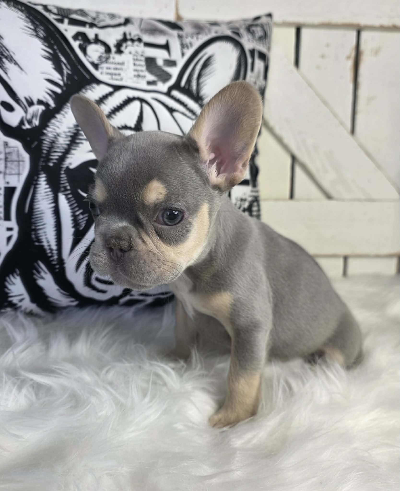 TPets-rectangle-web-banner-800x500