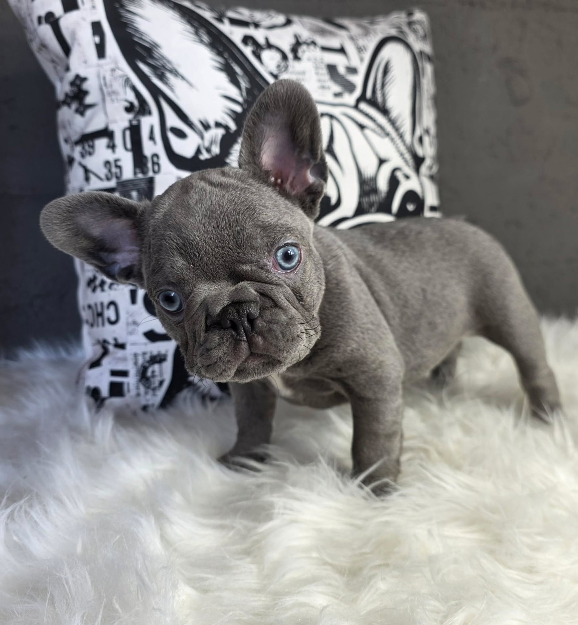 TPets-rectangle-web-banner-800x500