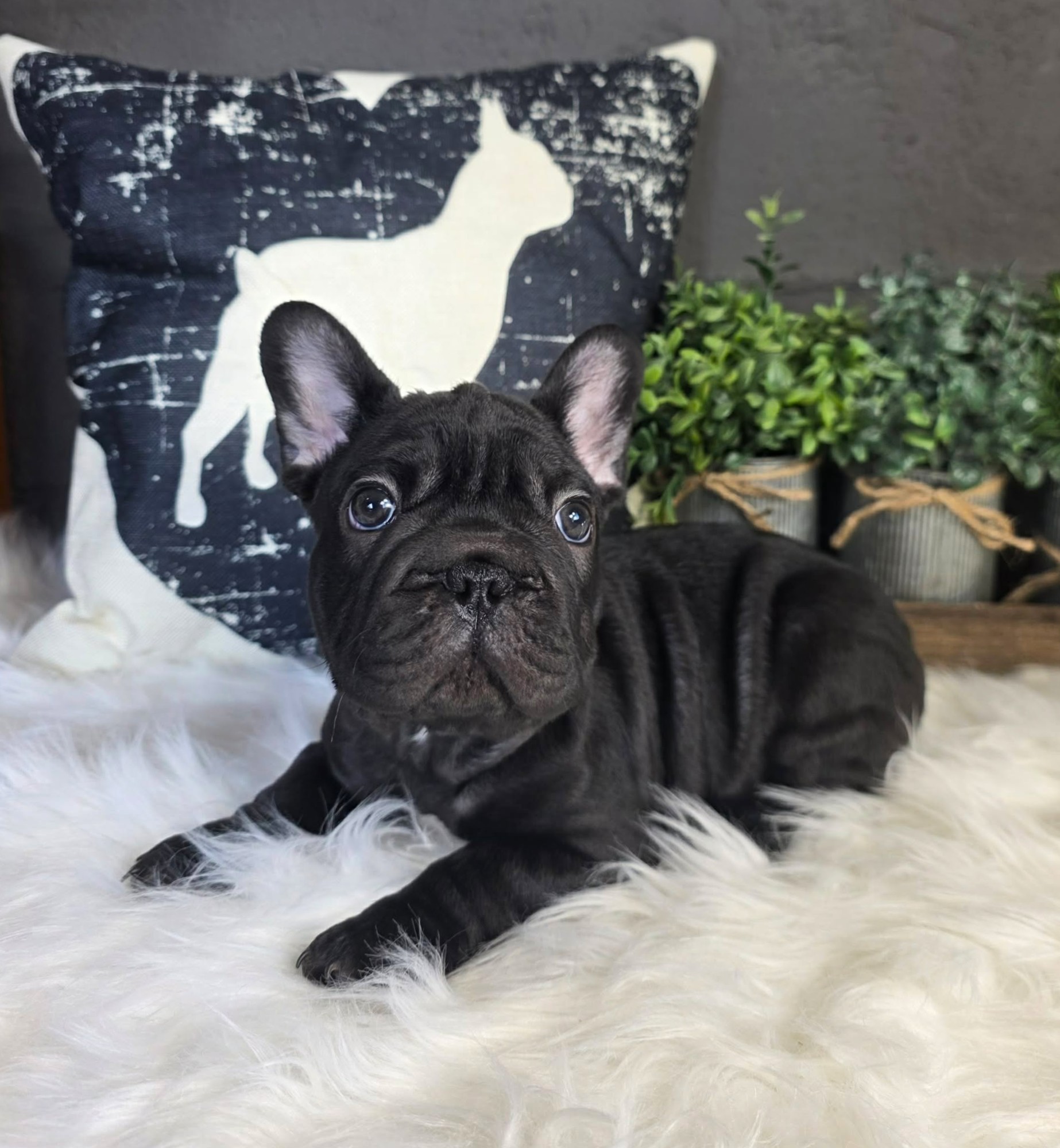 TPets-rectangle-web-banner-800x500