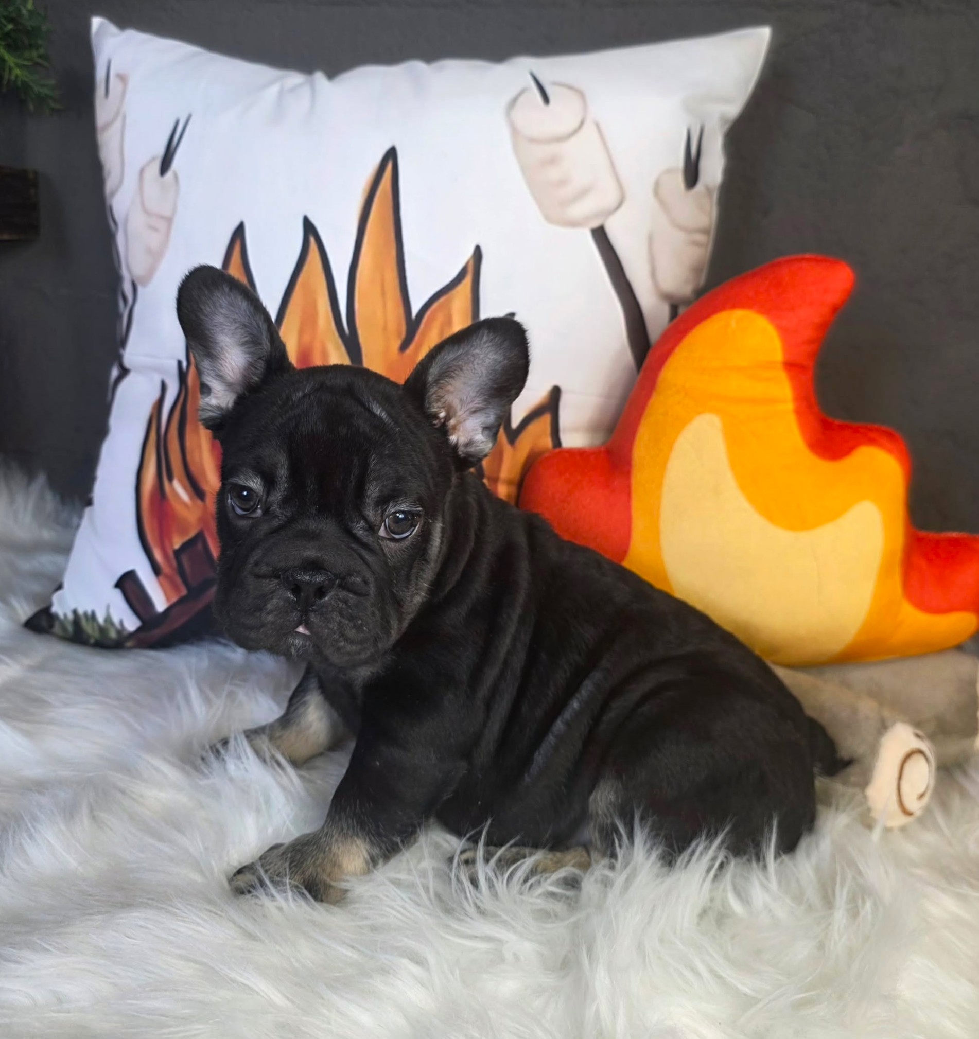 TPets-rectangle-web-banner-800x500