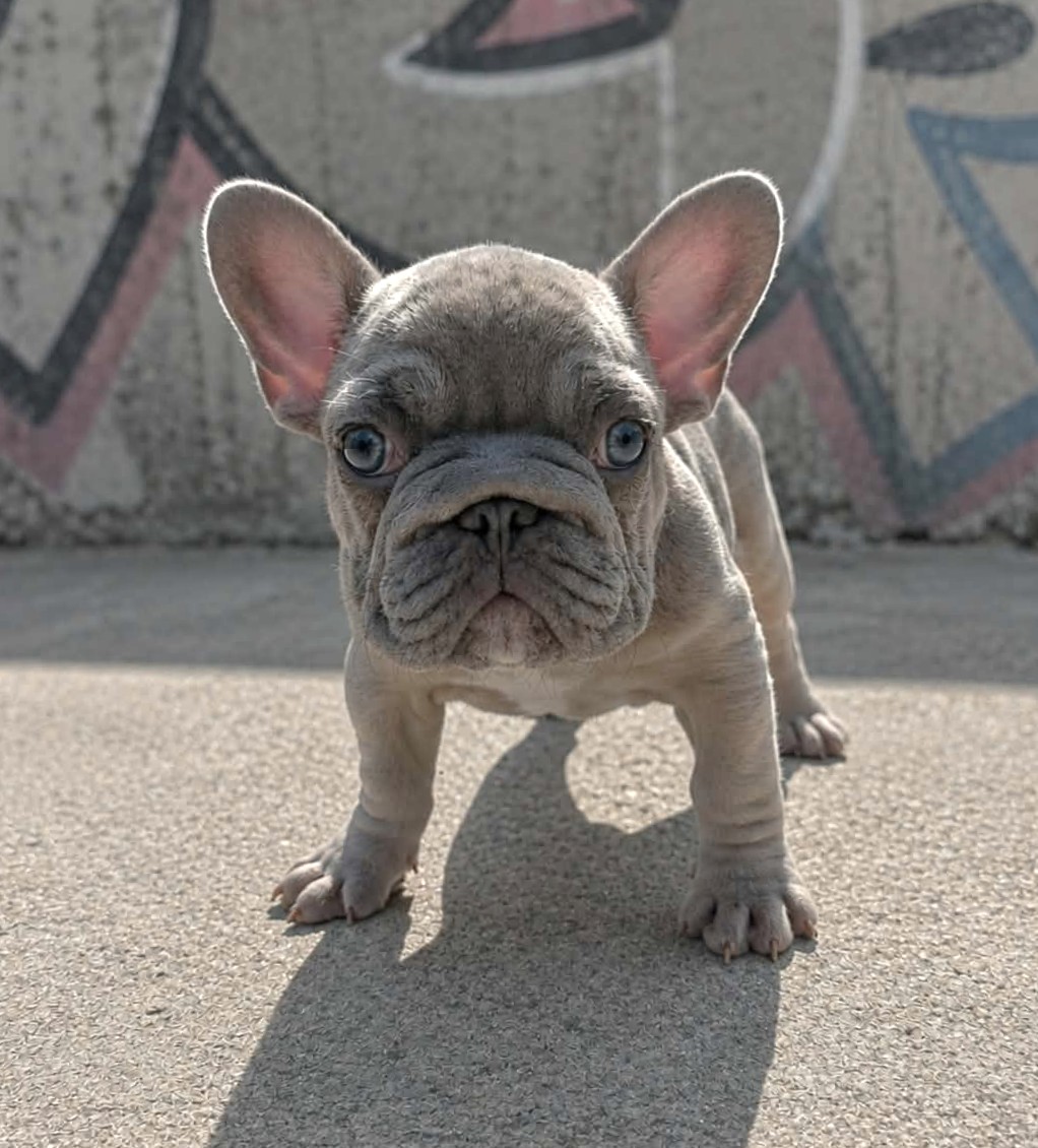 TPets-rectangle-web-banner-800x500