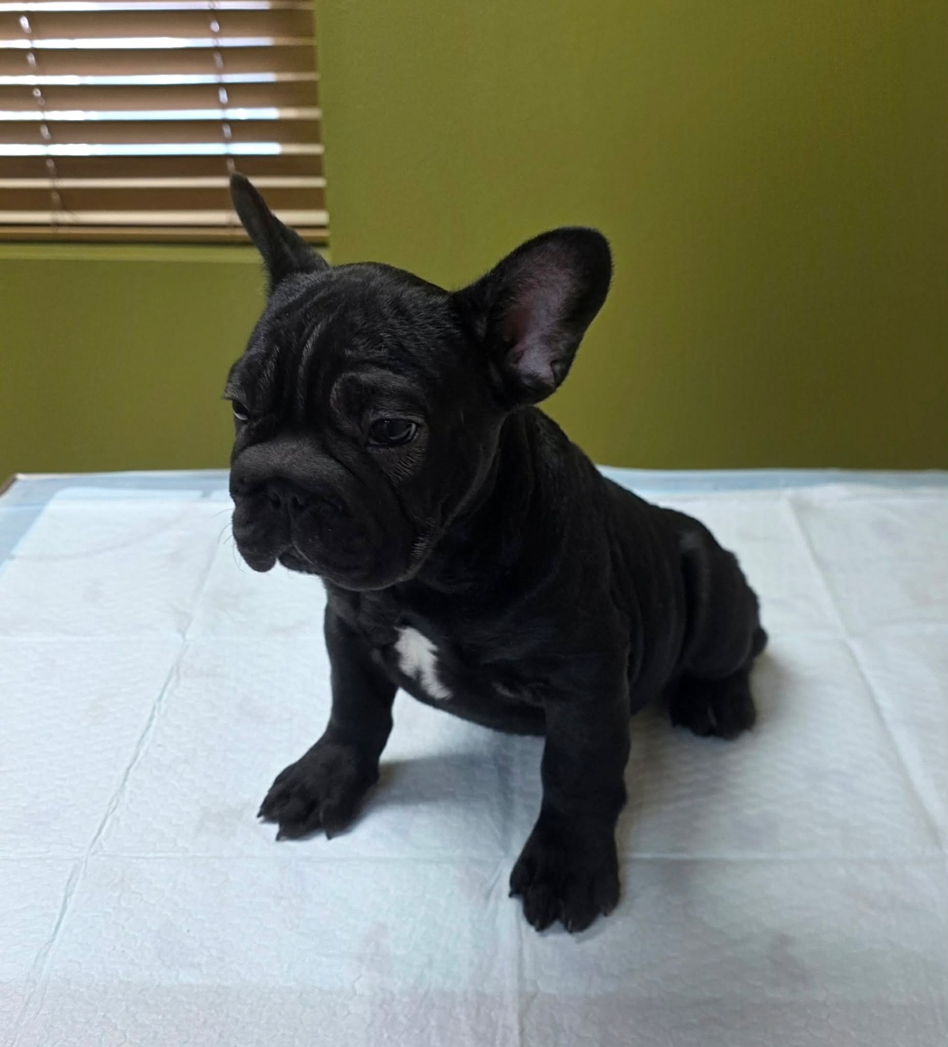 TPets-rectangle-web-banner-800x500