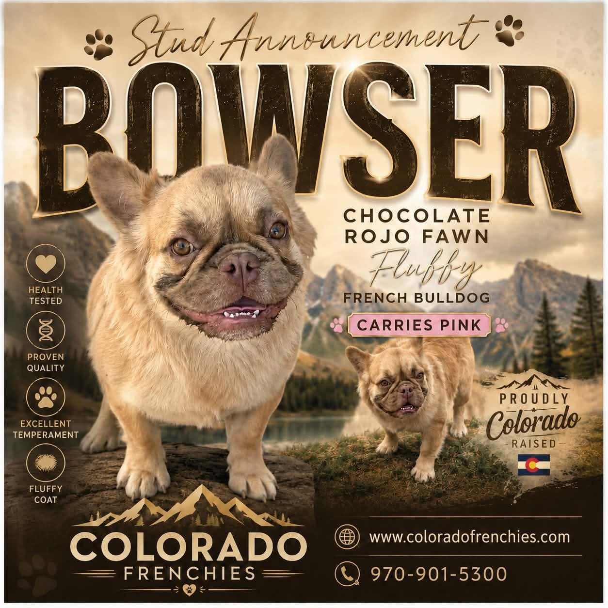 MOTLEY-ColoradoFrenchies-Stud-Photo