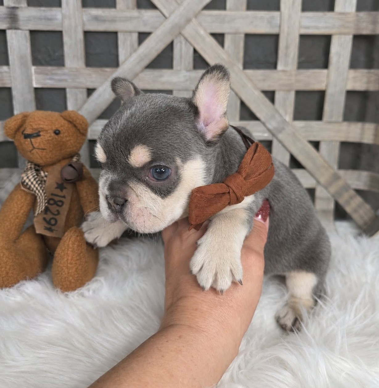 TPets-rectangle-web-banner-800x500